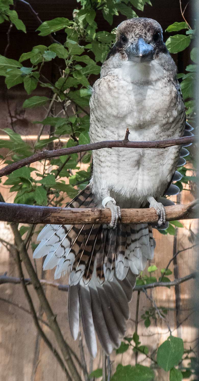 Jägerliest am 18. August 2018 in der Madagaskar-Voliere im Grünen Zoo Wuppertal