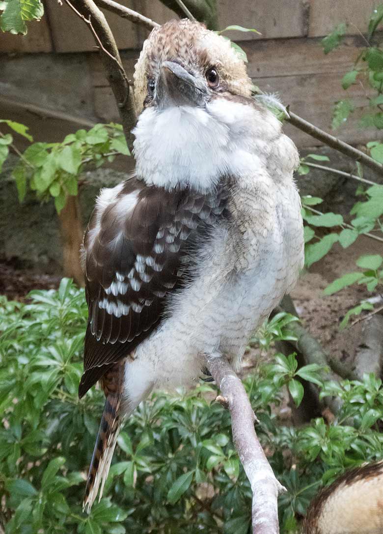 Lachende HANSI am 8. September 2018 in der Außenvoliere im Grünen Zoo Wuppertal