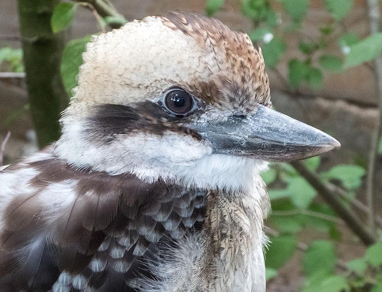 Lachende HANSI am 8. September 2018 in der Außenvoliere im Wuppertaler Zoo