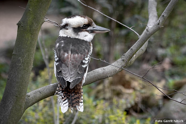 Weiblicher Jägerliest am 30. März 2019 im Grünen Zoo Wuppertal (Foto Gerrit Nitsch)