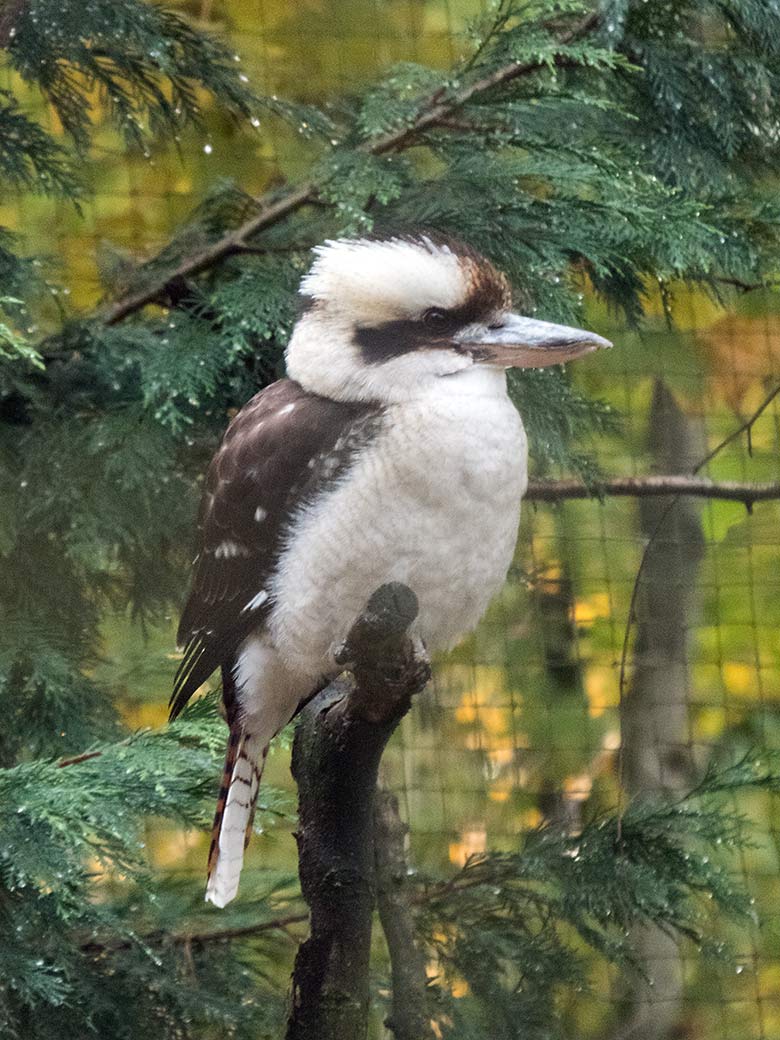 Weiblicher Jägerliest am 5. November 2019 in der Voliere in der Nähe der Restauration Okavango im Grünen Zoo Wuppertal