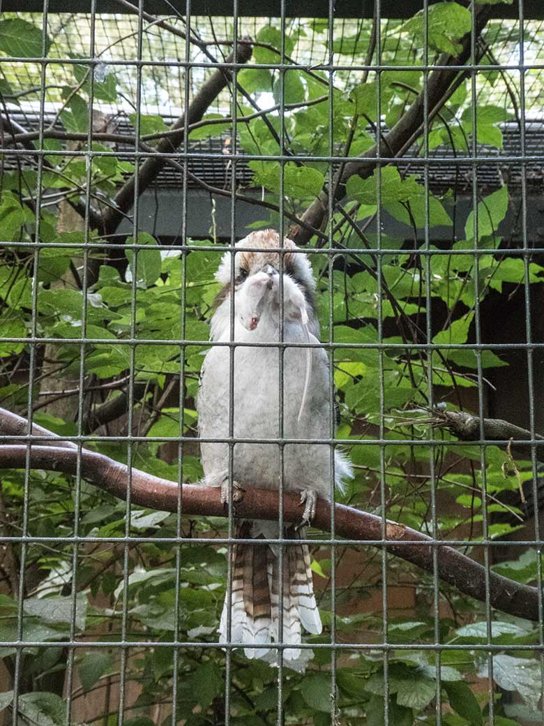 Große Ameisenbärin CHIQUITA am 21. Juli 2020 auf der Außenanlage im Grünen Zoo Wuppertal