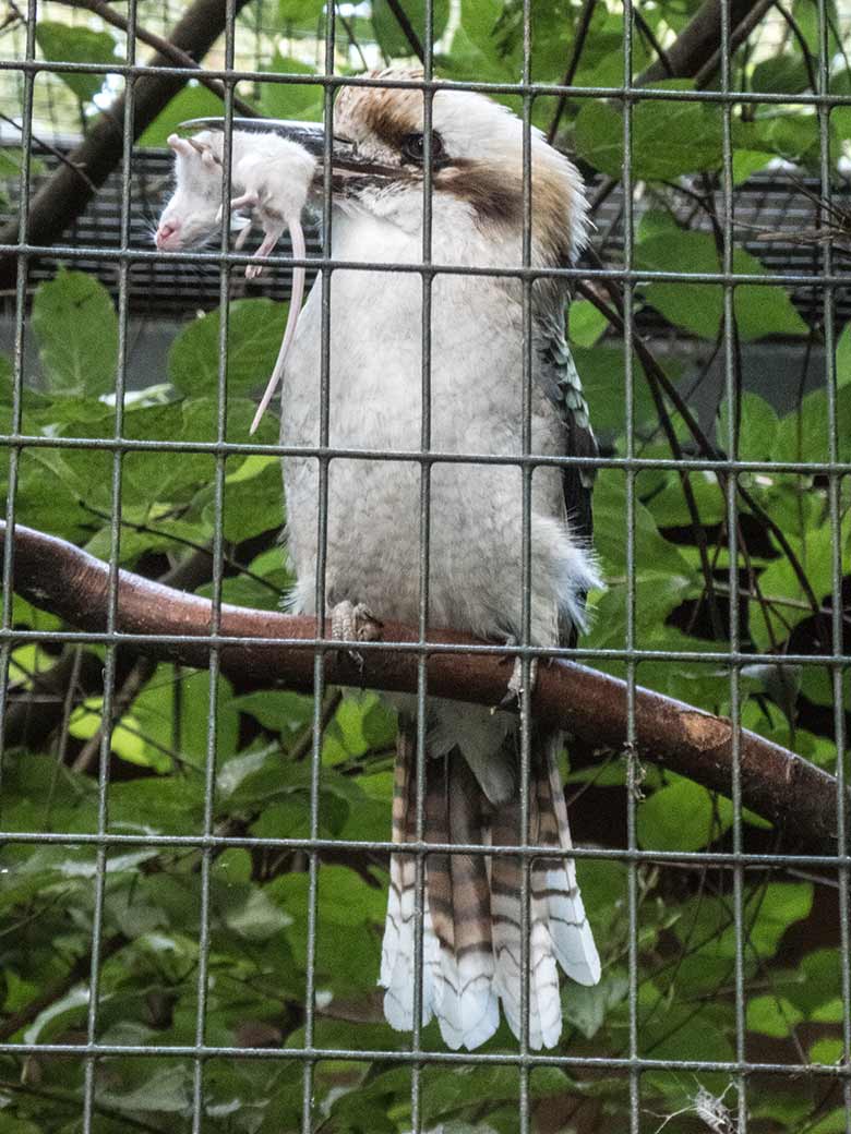 Große Ameisenbärin CHIQUITA am 21. Juli 2020 auf der Außenanlage im Zoologischen Garten Wuppertal