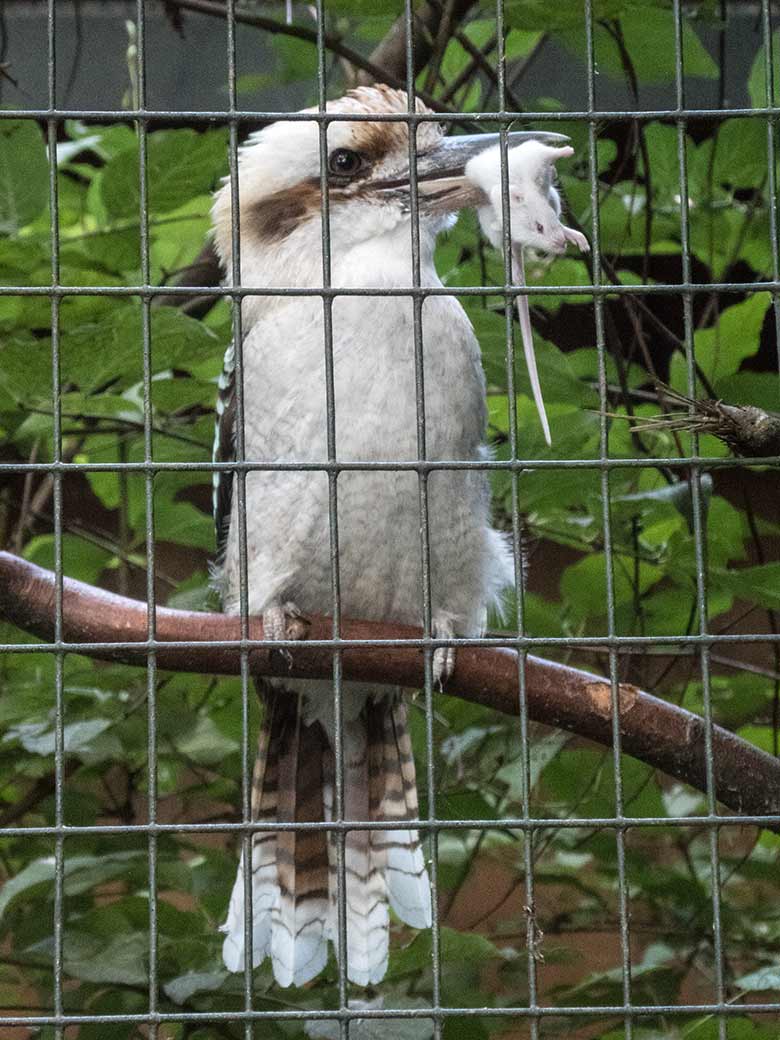 Große Ameisenbärin CHIQUITA am 21. Juli 2020 auf der Außenanlage im Zoo Wuppertal