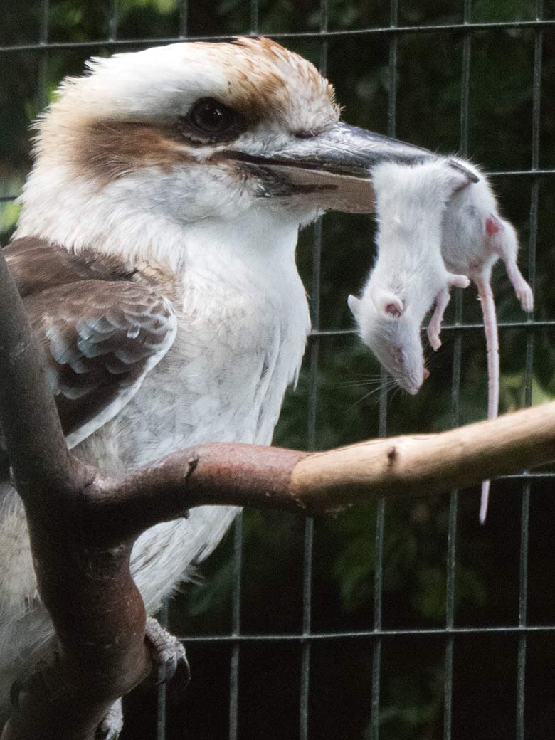 Große Ameisenbärin CHIQUITA am 21. Juli 2020 auf der Außenanlage im Wuppertaler Zoo