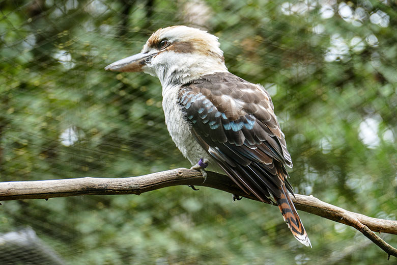 Männlicher Jägerliest am 27. August 2020 in der Voliere in der Nähe der Asiatischen Rothunde im Zoologischen Garten Wuppertal