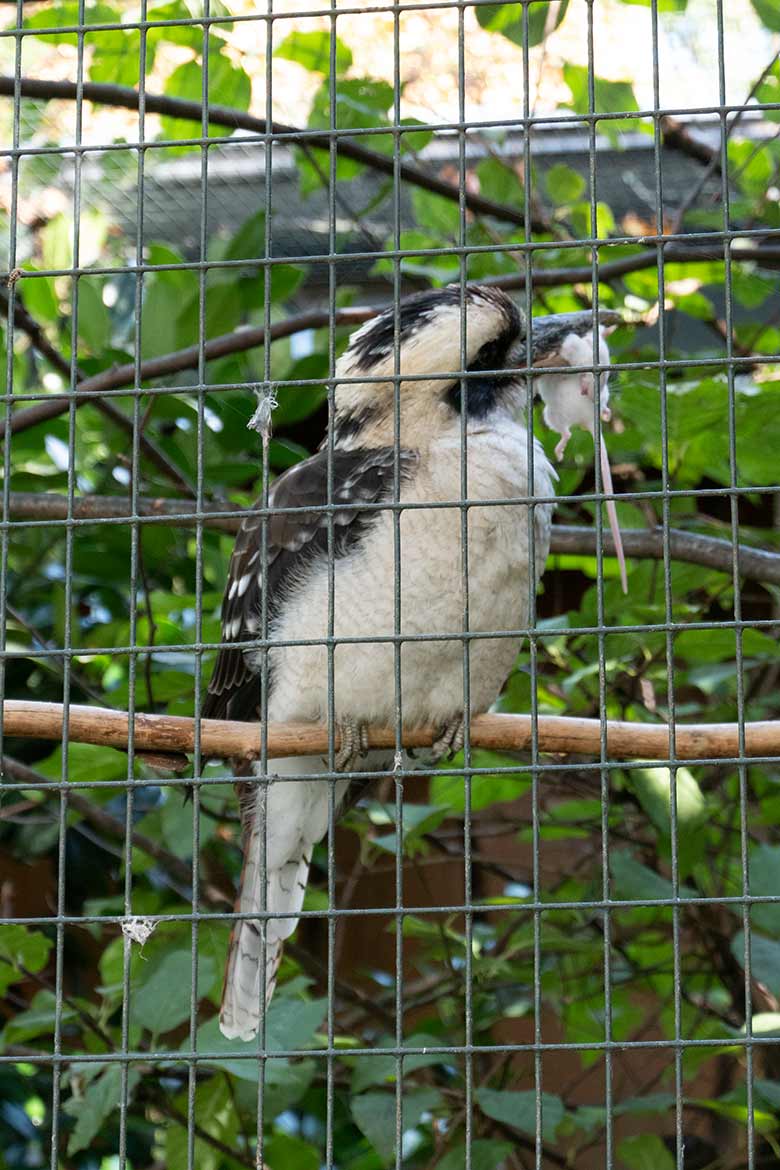 Weiblicher Jägerliest mit Futter-Maus am 5. September 2020 in der Madagaskar-Voliere in der Nähe des historischen Gebäudes der Zoo-Direktion im Wuppertaler Zoo