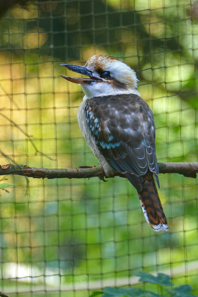 Männlicher Jägerliest am 7. September 2020 in der Voliere in der Nähe der Asiatischen Rothunde im Grünen Zoo Wuppertal