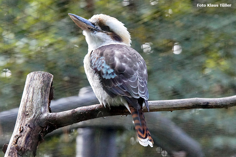 Männlicher Jägerliest am 30. September 2020 in der Außenvoliere in der Nähe der Asiatischen Rothunde im Wuppertaler Zoo (Foto Klaus Tüller)