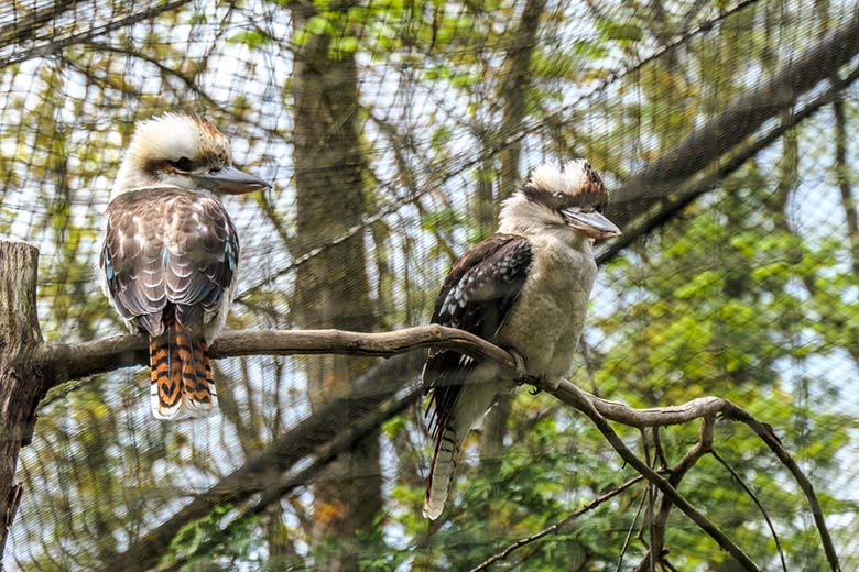 Jägerliest-Paar am 6. Mai 2021 in der Voliere in der Nähe der Okavango-Restauration im Zoologischen Garten Wuppertal