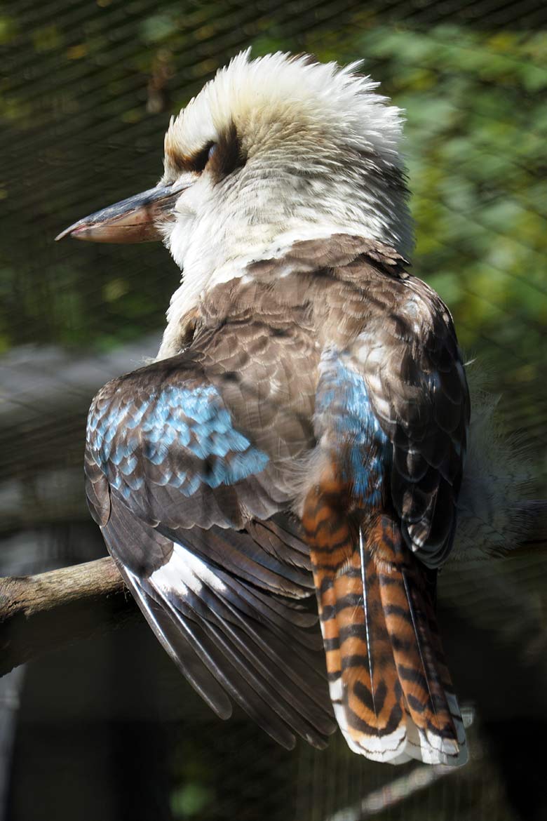 Männlicher Jägerliest am 21. Mai 2021 in der Außenvoliere im Grünen Zoo Wuppertal