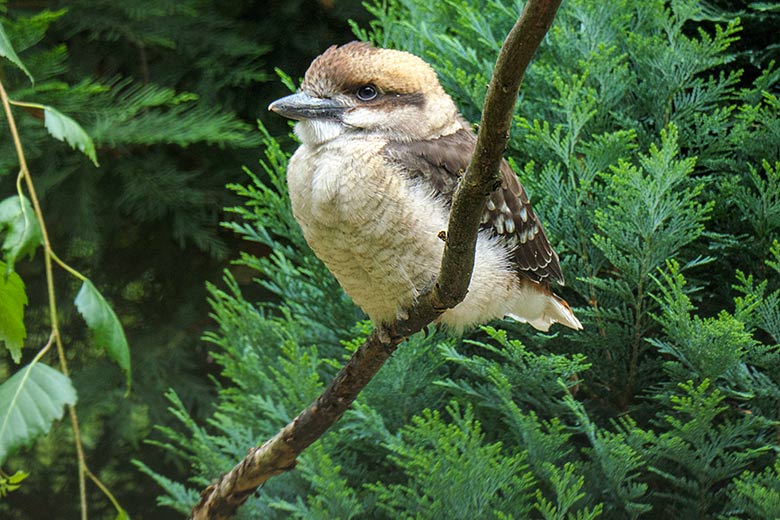 Jägerliest-Jungtier am 19. Juli 2021 in der Außenvoliere in der Nähe der Zoo-Restauration Okavango im Grünen Zoo Wuppertal