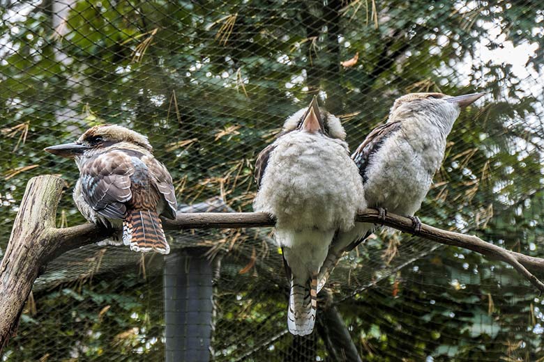 Jägerlieste am 18. Oktober 2021 in der Außenvoliere im Wuppertaler Zoo