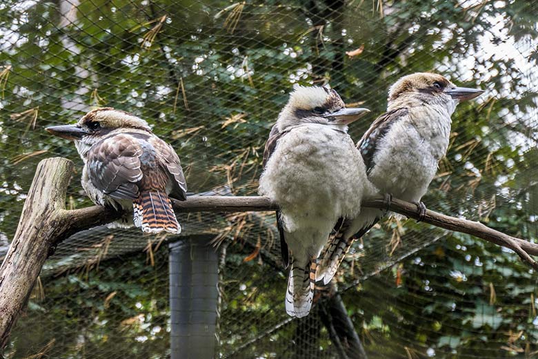 Jägerlieste am 18. Oktober 2021 in der Außenvoliere im Grünen Zoo Wuppertal