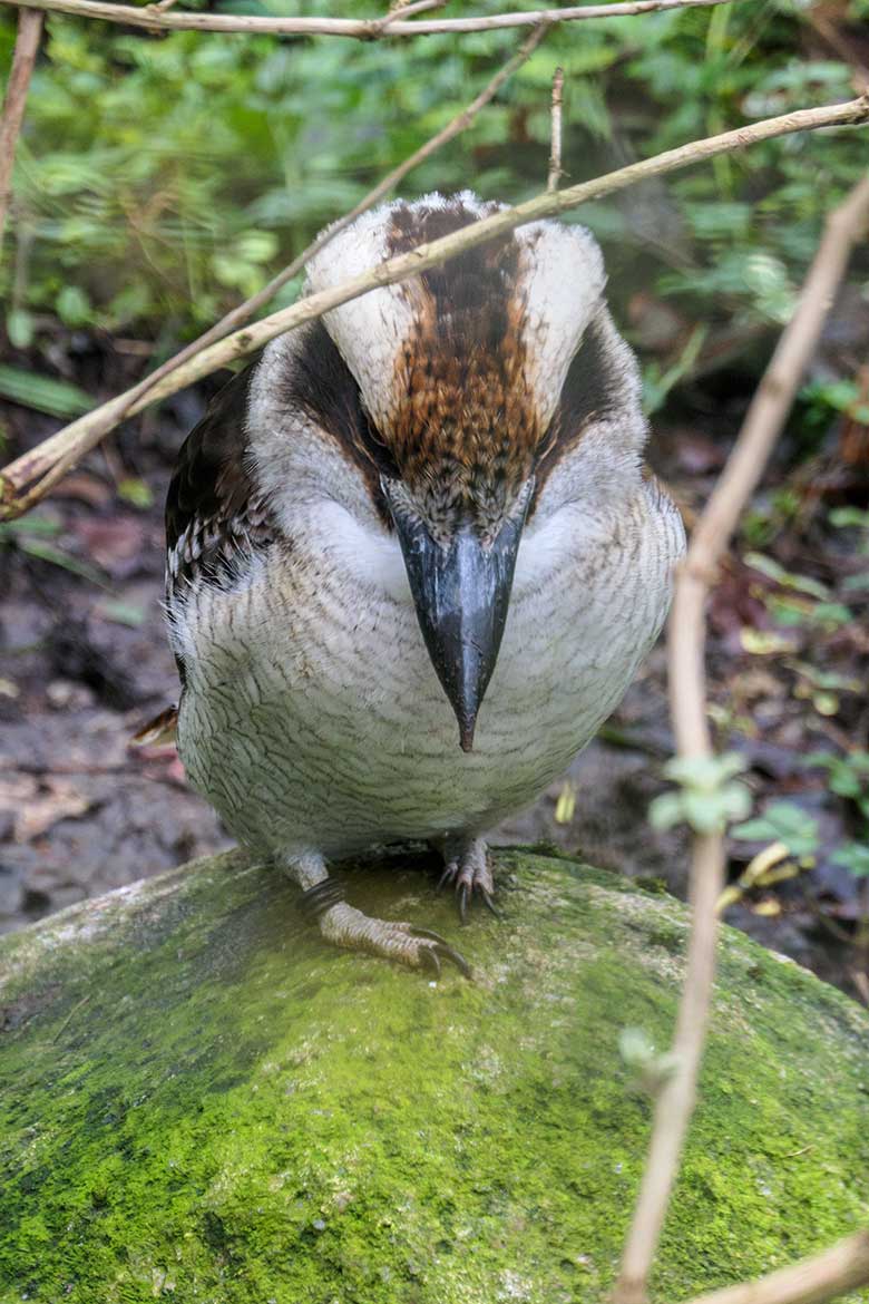 Jägerliest am 15. Januar 2022 in der Außenvoliere im Zoologischen Garten Wuppertal