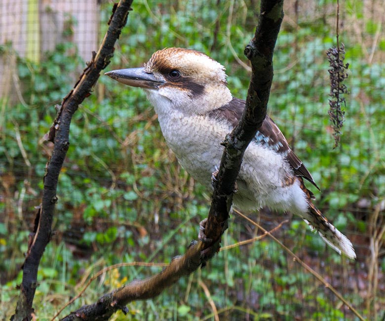 Jägerliest am 15. Januar 2022 in der Außenvoliere im Grünen Zoo Wuppertal