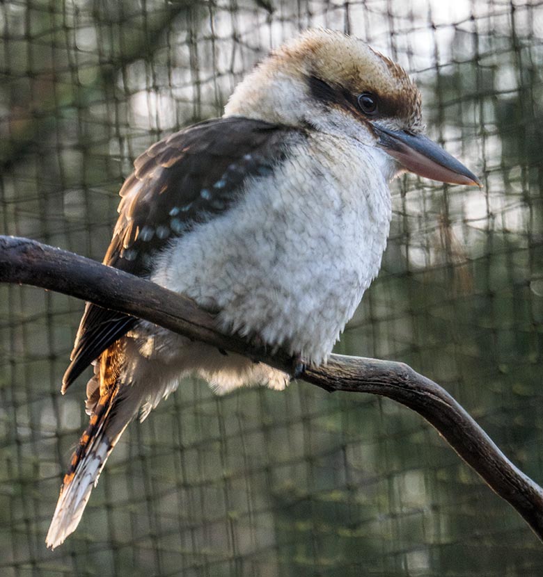 Jägerliest am 15. Januar 2022 in der Außenvoliere im Wuppertaler Zoo