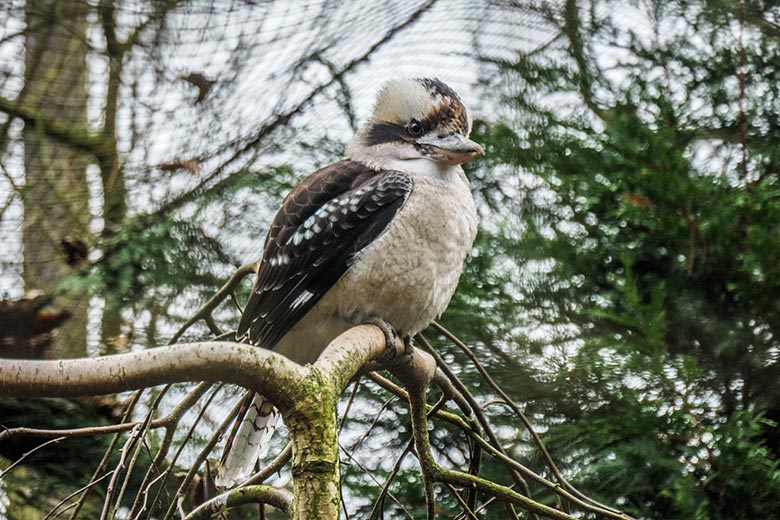 Jägerliest am 15. Januar 2022 in der Außenvoliere im Grünen Zoo Wuppertal