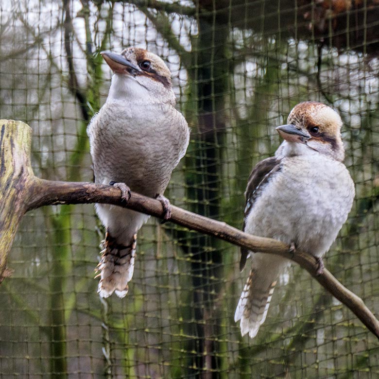 Jägerlieste am 15. Januar 2022 in der Außenvoliere im Zoo Wuppertal