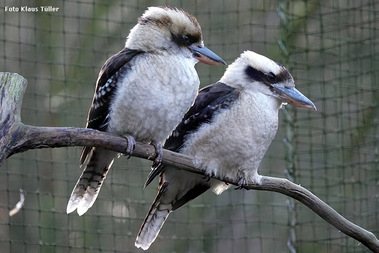 Jägerliest-Jungtier mit seiner Jägerliest-Mutter (rechts) am 28. Januar 2022 in der Außenvoliere im Grünen Zoo Wuppertal (Foto Klaus Tüller)