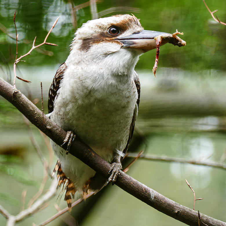 Männliches Jägerliest-Jungtier am 8. Juni 2022 im Wuppertaler Zoo