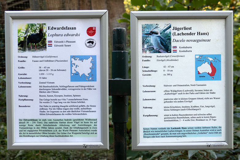 Edwardsfasanen-Paar mit einem Jägerliest am 15. August 2022 in der Außenvoliere im Grünen Zoo Wuppertal