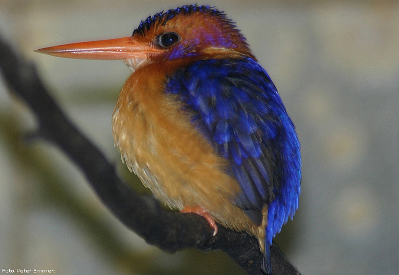 Zwergeisvogel im Zoo Wuppertal (Foto Peter Emmert)