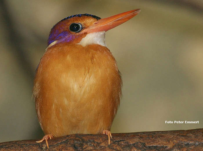 Zwergeisvogel im Wuppertaler Zoo (Foto Peter Emmert)