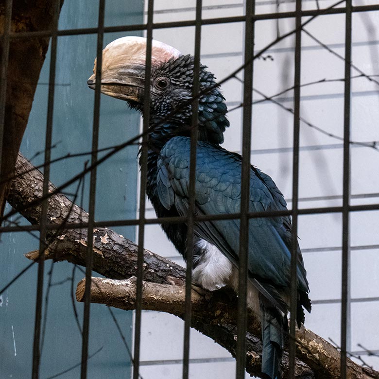 Silberwangen-Hornvogel am 3. April 2025 im Großkatzen-Haus im Grünen Zoo Wuppertal