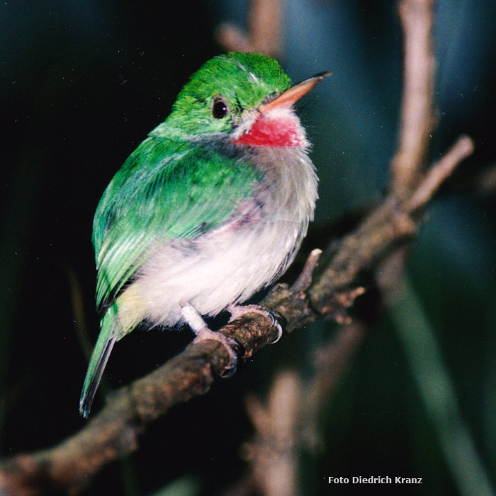 Breitschnabeltodi im Wuppertaler Zoo im Dezember 1995 (Foto Diedrich Kranz)