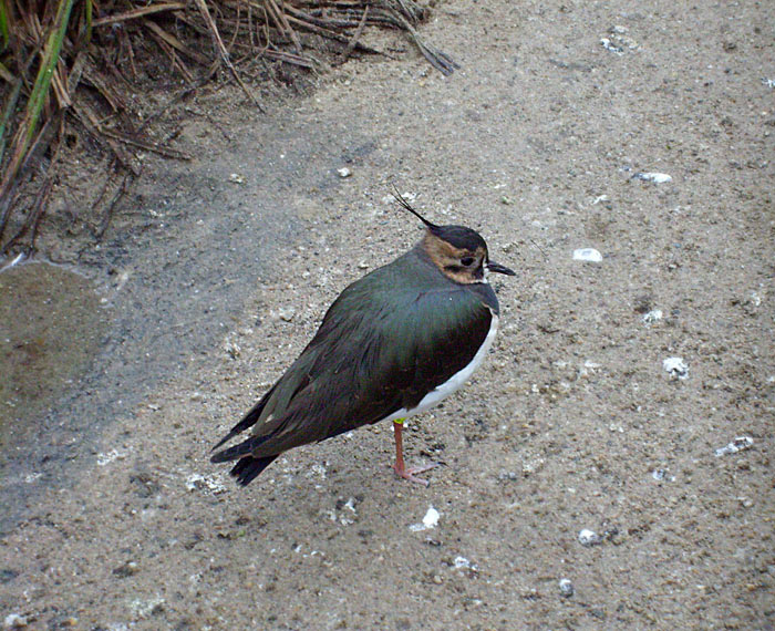 Kiebitz im Wuppertaler Zoo im Dezember 2008