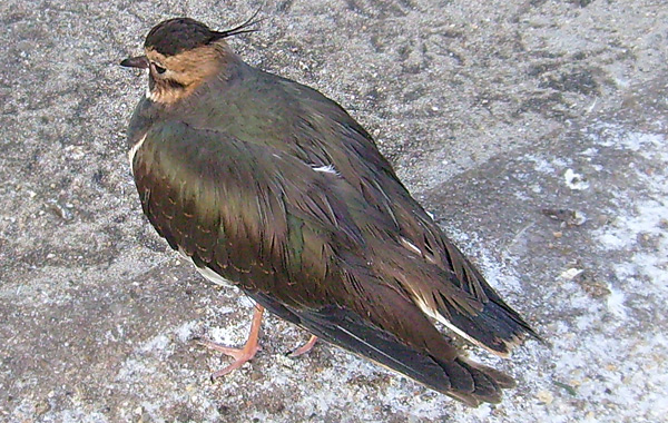 Kiebitz im Wuppertaler Zoo im Januar 2009