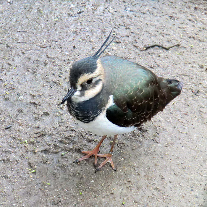 Kiebitz im Wuppertaler Zoo im November 2012