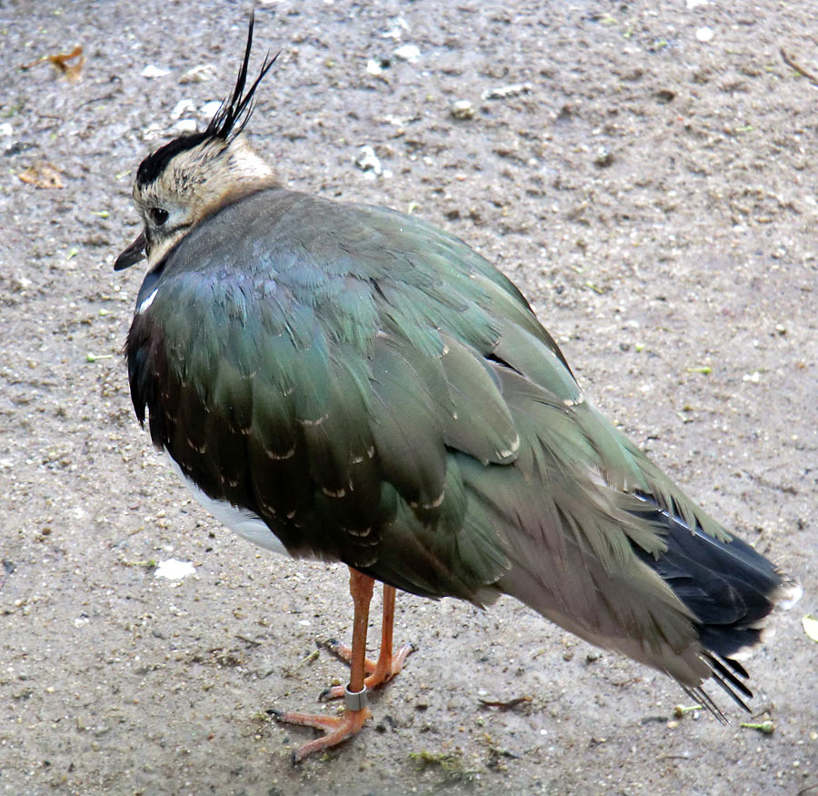 Kiebitz im Zoo Wuppertal im November 2012