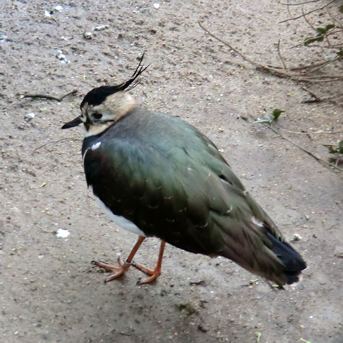 Kiebitz im Wuppertaler Zoo im November 2012