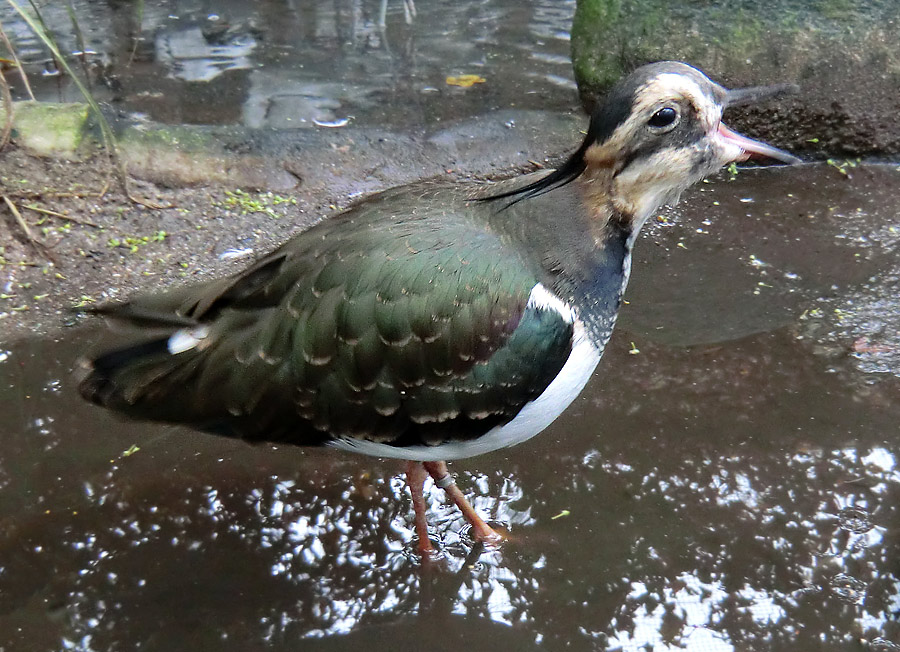 Kiebitz im Wuppertaler Zoo im November 2012