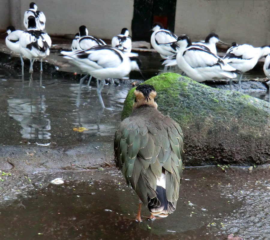 Kiebitz im Zoo Wuppertal im November 2012