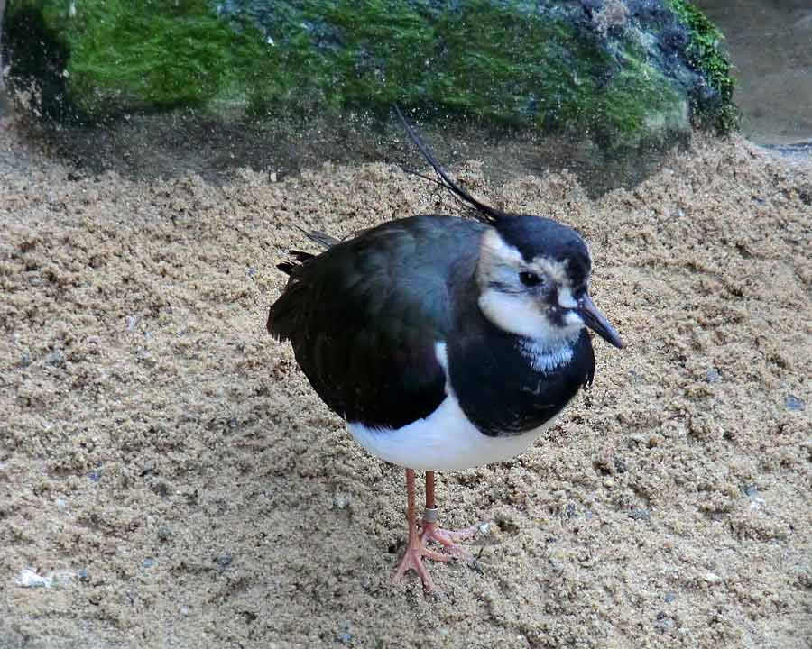 Kiebitz im Wuppertaler Zoo im Januar 2014