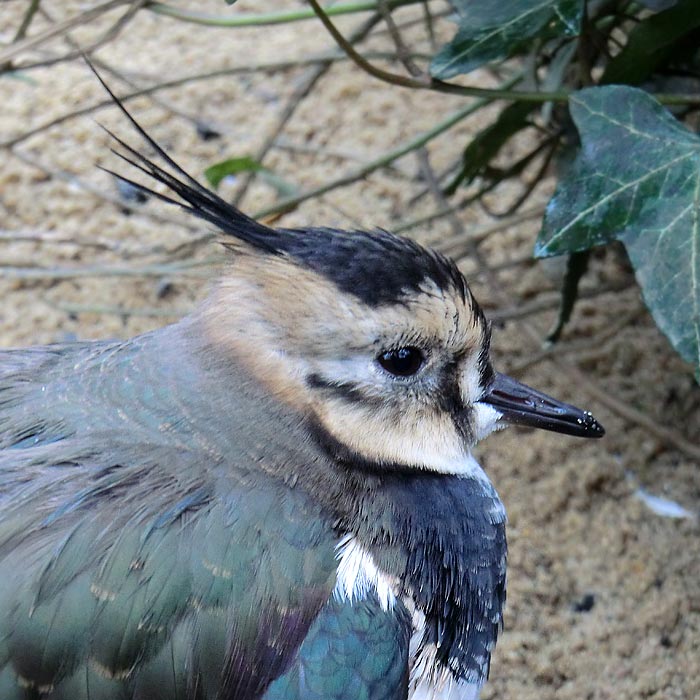 Kiebitz im Wuppertaler Zoo im Februar 2014