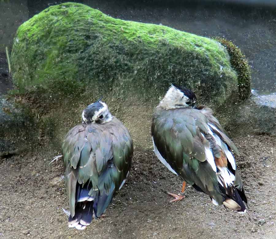 Kiebitze im Zoo Wuppertal im Juli 2014