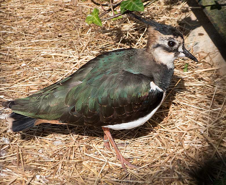 Kiebitz am 15. April 2019 in der Außenvoliere am Vogel-Haus im Wuppertaler Zoo