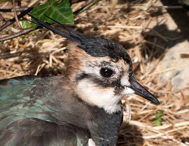 Kiebitz am 15. April 2019 in der Außenvoliere am Vogel-Haus im Grünen Zoo Wuppertal