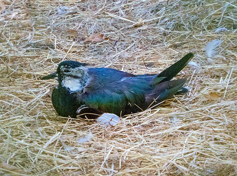 Kiebitz am 30. Juni 2019 in der Außenvoliere am Vogel-Haus im Zoologischen Garten Wuppertal