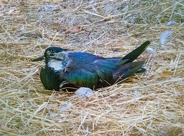 Kiebitz am 30. Juni 2019 in der Außenvoliere am Vogel-Haus im Zoologischen Garten Wuppertal