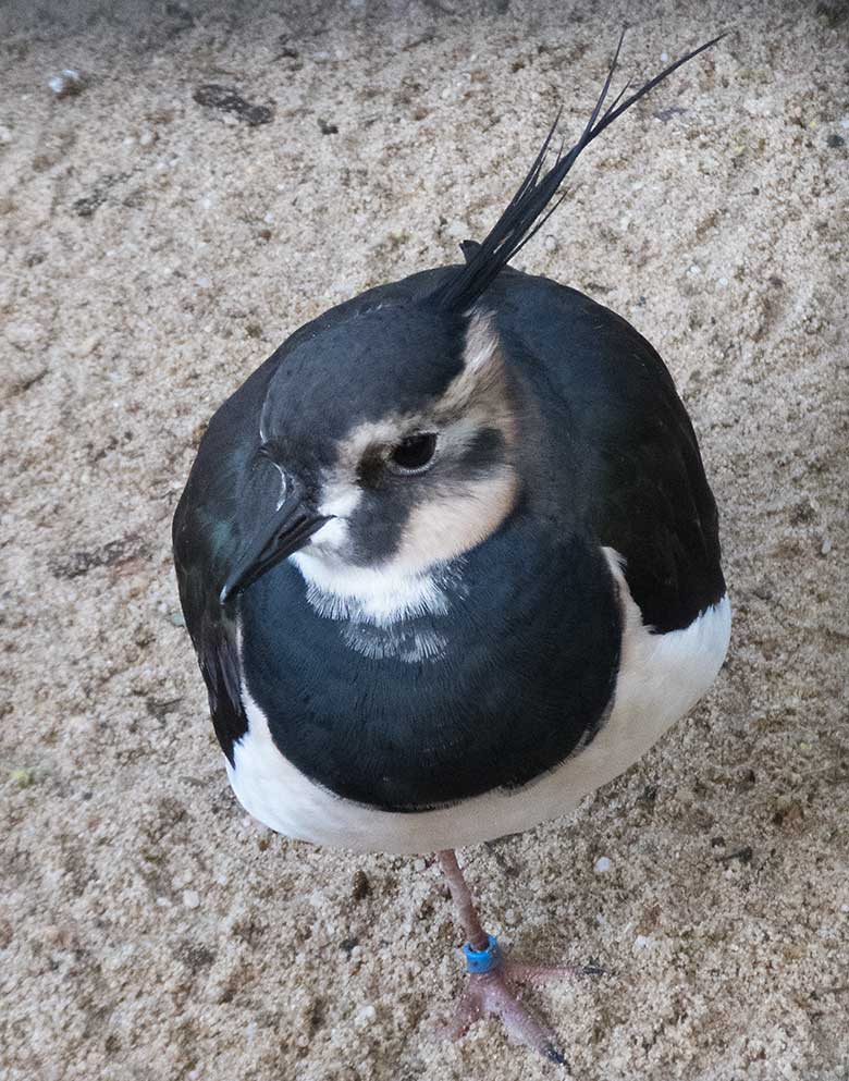 Kiebitz am 10. November 2019 in einer Außenvoliere am Vogel-Haus im Grünen Zoo Wuppertal