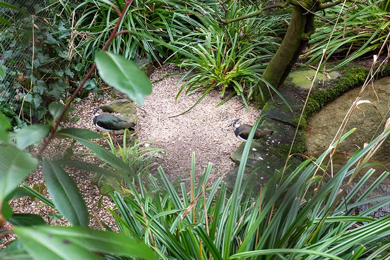 Zwei Kiebitze am 5. Februar 2024 in einer Außenvoliere am Vogel-Haus im Zoo Wuppertal