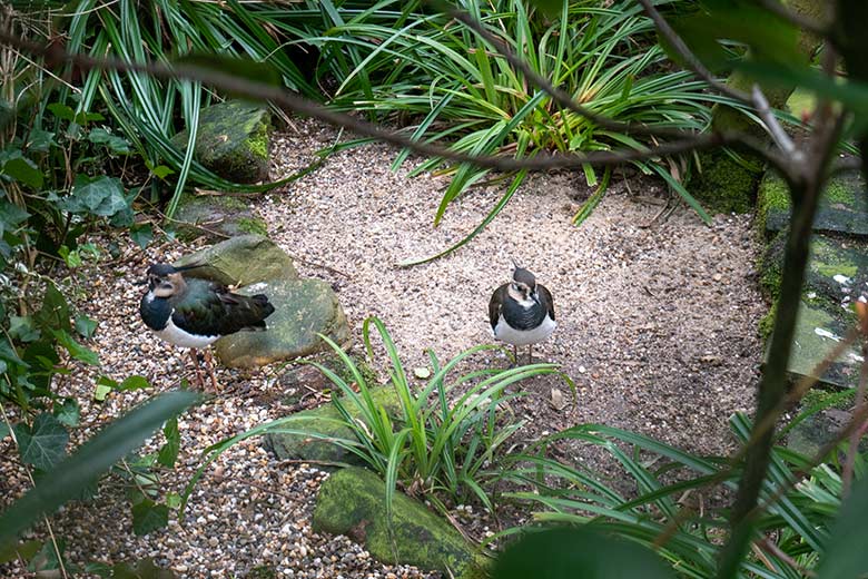 Zwei Kiebitze am 5. Februar 2024 in einer Außenvoliere am Vogel-Haus im Wuppertaler Zoo