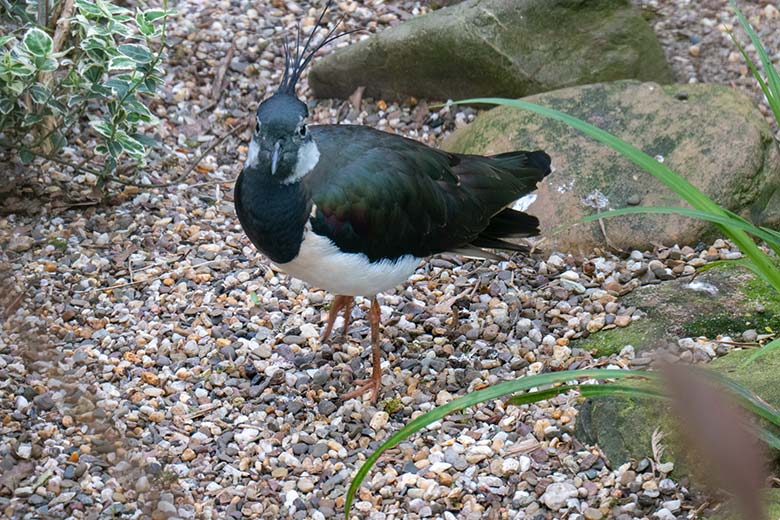 Kiebitz am 13. April 2024 in einer Außenvoliere am Vogel-Haus im Zoo Wuppertal