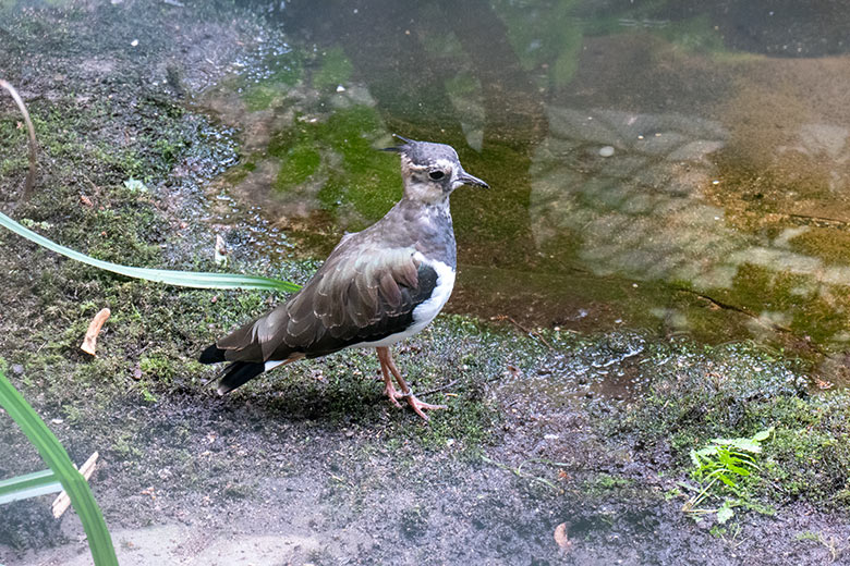 Kiebitz am 7. August 2024 in einer Außenvoliere am Vogel-Haus im Zoologischen Garten der Stadt Wuppertal