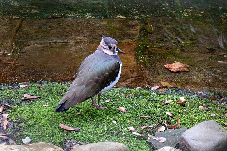 Kiebitz am 24. November 2024 in einer Außenvoliere am Vogel-Haus im Zoologischen Garten Wuppertal